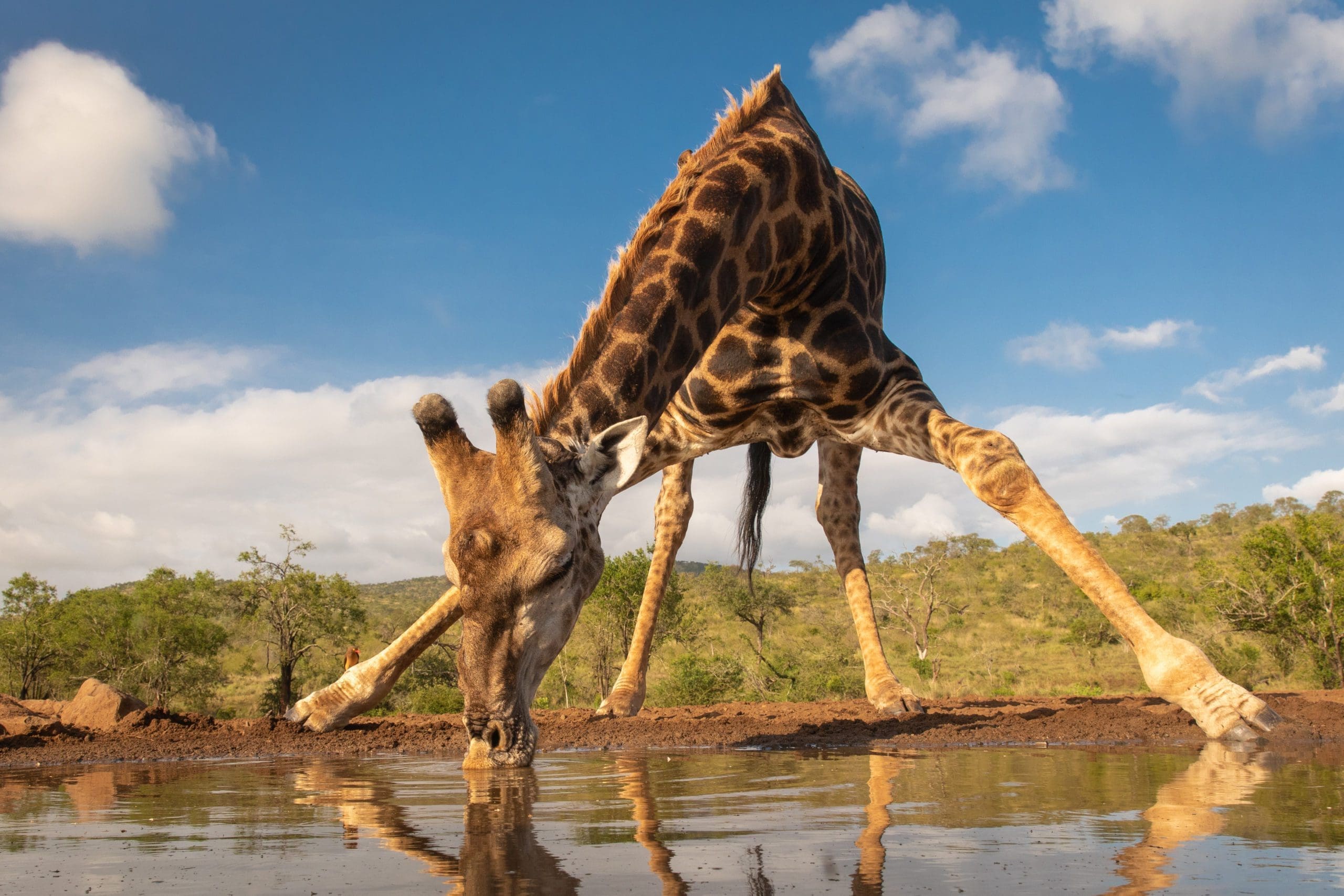 The Most Iconic Animals In Africa and Where To Find Them
